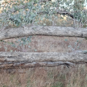 Eucalyptus bridgesiana at Jerrabomberra, ACT - 1 Sep 2023