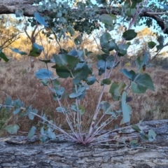 Eucalyptus bridgesiana at Jerrabomberra, ACT - 1 Sep 2023