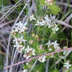 Asperula conferta (Common Woodruff) at Jerrabomberra, ACT - 1 Sep 2023 by Mike