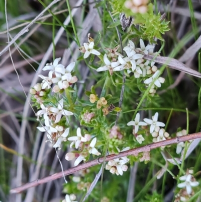 Asperula conferta (Common Woodruff) at Isaacs Ridge - 1 Sep 2023 by Mike