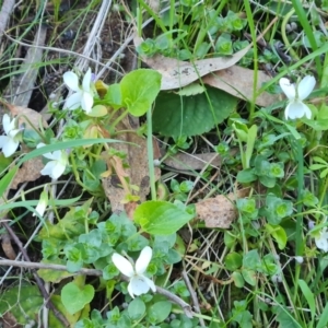 Viola odorata at Jerrabomberra, ACT - 1 Sep 2023 04:27 PM