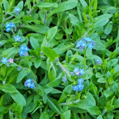 Myosotis laxa subsp. caespitosa (Water Forget-me-not) at Isaacs Ridge and Nearby - 1 Sep 2023 by Mike