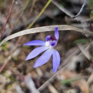 Cyanicula caerulea at Carwoola, NSW - suppressed