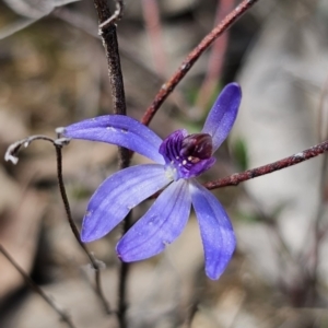 Cyanicula caerulea at Carwoola, NSW - suppressed