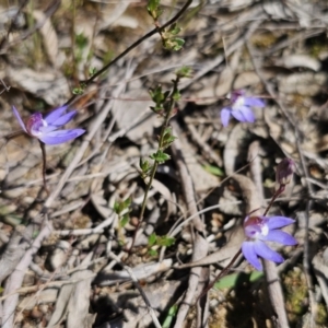 Cyanicula caerulea at Carwoola, NSW - 1 Sep 2023