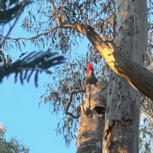 Callocephalon fimbriatum at Aranda, ACT - suppressed