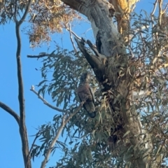 Callocephalon fimbriatum at Aranda, ACT - suppressed