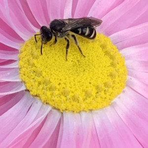 Lasioglossum (Chilalictus) sp. (genus & subgenus) at Mount Annan, NSW - 31 Aug 2023