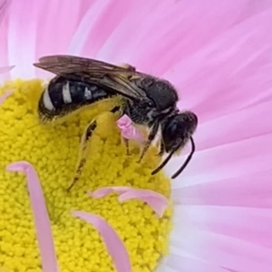 Lasioglossum (Chilalictus) sp. (genus & subgenus) at Mount Annan, NSW - 31 Aug 2023 01:11 PM