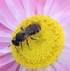 Lasioglossum (Chilalictus) sp. (genus & subgenus) at Mount Annan, NSW - 31 Aug 2023 01:11 PM