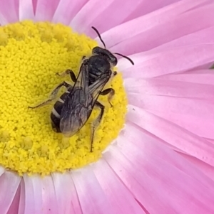 Lasioglossum (Chilalictus) sp. (genus & subgenus) at Mount Annan, NSW - 31 Aug 2023 01:11 PM