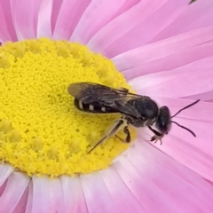 Lasioglossum (Chilalictus) sp. (genus & subgenus) at Mount Annan, NSW - 31 Aug 2023 01:11 PM