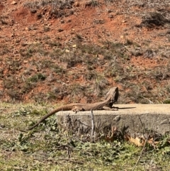 Pogona barbata (Eastern Bearded Dragon) at Deakin, ACT - 1 Sep 2023 by lizrp28