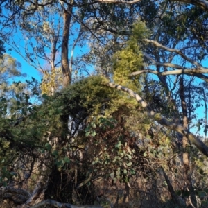 Clematis leptophylla at Jerrabomberra, ACT - 1 Sep 2023