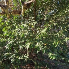 Ligustrum lucidum (Large-leaved Privet) at Jerrabomberra, ACT - 1 Sep 2023 by Mike