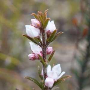 Boronia rigens at Sassafras, NSW - suppressed