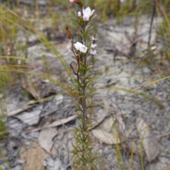 Boronia rigens at Sassafras, NSW - suppressed