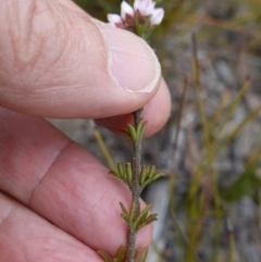 Boronia rigens at Sassafras, NSW - suppressed