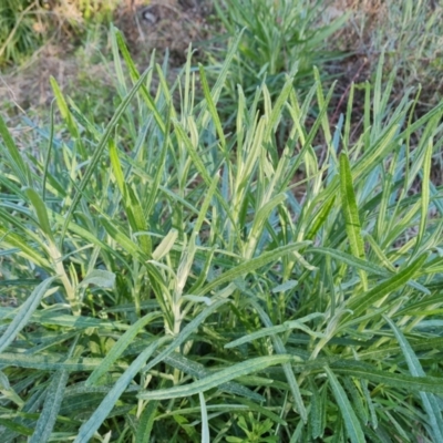 Senecio quadridentatus (Cotton Fireweed) at Isaacs Ridge and Nearby - 1 Sep 2023 by Mike