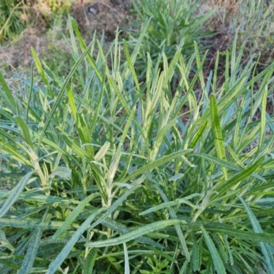 Senecio quadridentatus (Cotton Fireweed) at Isaacs Ridge - 1 Sep 2023 by Mike