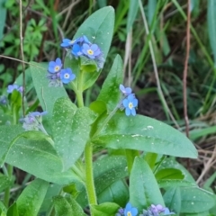 Myosotis laxa subsp. caespitosa (Water Forget-me-not) at Isaacs Ridge - 1 Sep 2023 by Mike