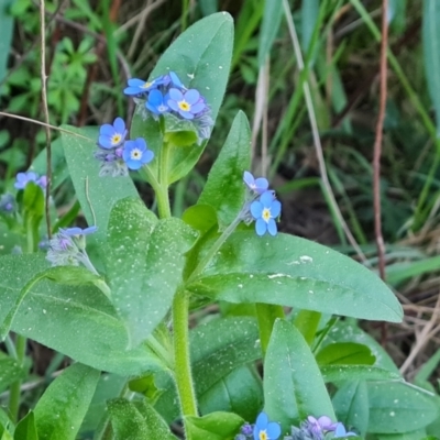 Myosotis laxa subsp. caespitosa (Water Forget-me-not) at Isaacs Ridge and Nearby - 1 Sep 2023 by Mike