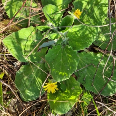 Cymbonotus sp. (preissianus or lawsonianus) (Bears Ears) at Isaacs Ridge and Nearby - 1 Sep 2023 by Mike