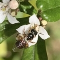 Exoneura sp. (genus) at Dulwich Hill, NSW - 21 Aug 2023
