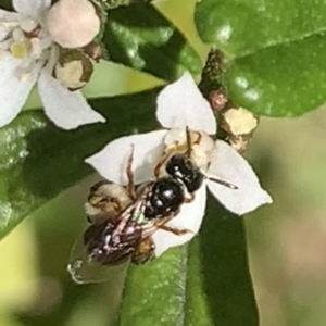 Exoneura sp. (genus) at Dulwich Hill, NSW - 21 Aug 2023