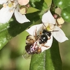 Exoneura sp. (genus) at Dulwich Hill, NSW - suppressed