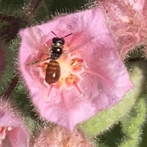 Exoneura sp. (genus) at Dulwich Hill, NSW - 21 Aug 2023 01:58 PM