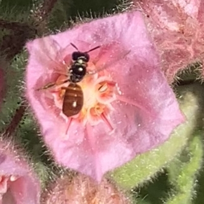 Exoneura sp. (genus) (A reed bee) at Dulwich Hill, NSW - 21 Aug 2023 by JudeWright