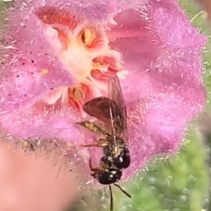 Exoneura sp. (genus) at Dulwich Hill, NSW - 21 Aug 2023 01:58 PM