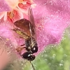 Exoneura sp. (genus) at Dulwich Hill, NSW - 21 Aug 2023 01:58 PM