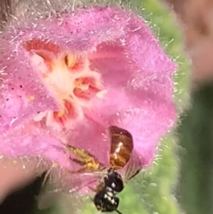 Exoneura sp. (genus) at Dulwich Hill, NSW - 21 Aug 2023 01:58 PM