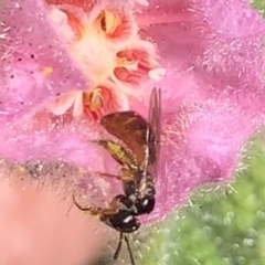 Exoneura sp. (genus) at Dulwich Hill, NSW - 21 Aug 2023 01:58 PM