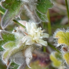 Xanthosia pilosa (Woolly Xanthosia) at Vincentia, NSW - 2 Aug 2023 by RobG1
