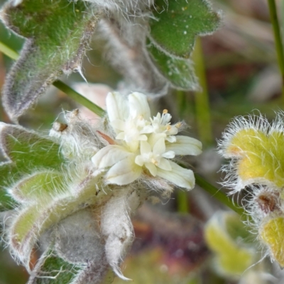 Xanthosia pilosa (Woolly Xanthosia) at Vincentia, NSW - 2 Aug 2023 by RobG1