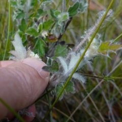 Xanthosia pilosa at Vincentia, NSW - 2 Aug 2023