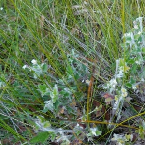 Xanthosia pilosa at Vincentia, NSW - 2 Aug 2023