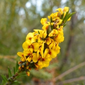 Dillwynia floribunda at Vincentia, NSW - 2 Aug 2023