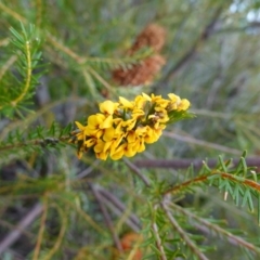 Dillwynia floribunda at Vincentia, NSW - 2 Aug 2023 02:26 PM