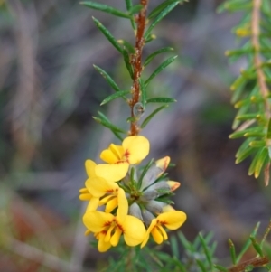 Dillwynia floribunda at Vincentia, NSW - 2 Aug 2023