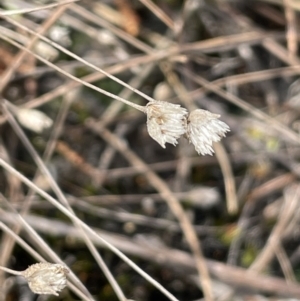 Centrolepis strigosa at Mulloon, NSW - 30 Aug 2023