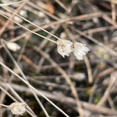 Centrolepis strigosa (Hairy Centrolepis) at Scott Nature Reserve - 30 Aug 2023 by JaneR