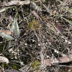 Centrolepis strigosa at Mulloon, NSW - 30 Aug 2023