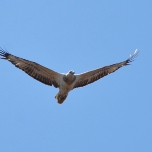 Haliaeetus leucogaster at Wellington Point, QLD - 31 Aug 2023 12:42 PM