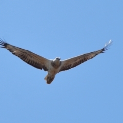 Haliaeetus leucogaster (White-bellied Sea-Eagle) at Wellington Point, QLD - 31 Aug 2023 by TimL