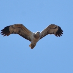 Haliaeetus leucogaster at Wellington Point, QLD - 31 Aug 2023 12:42 PM