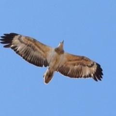 Haliaeetus leucogaster at Wellington Point, QLD - 31 Aug 2023 12:42 PM